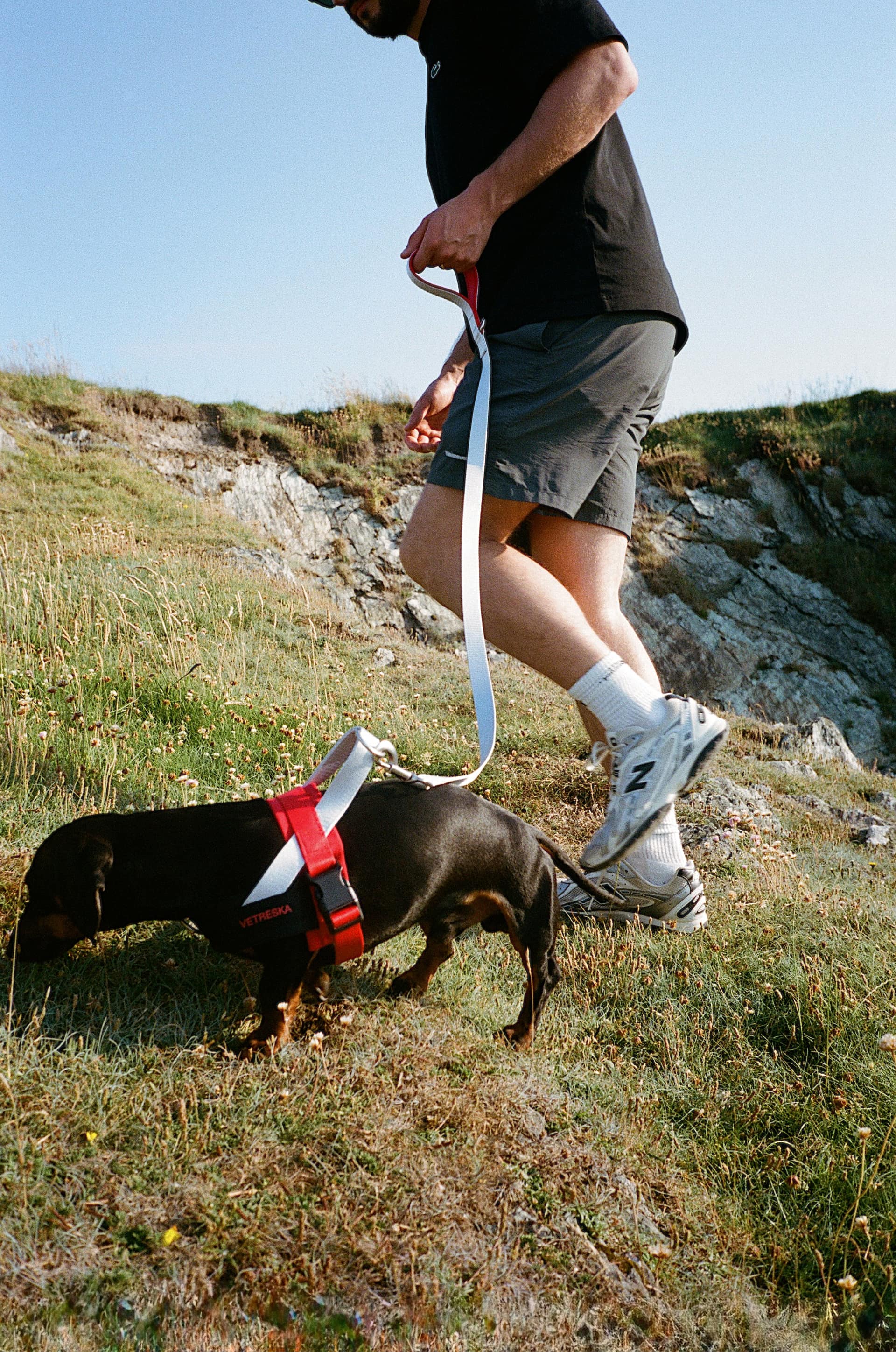 Guest walking a dachshund on a red harness along a grassy chalk clifftop path on a sunny day