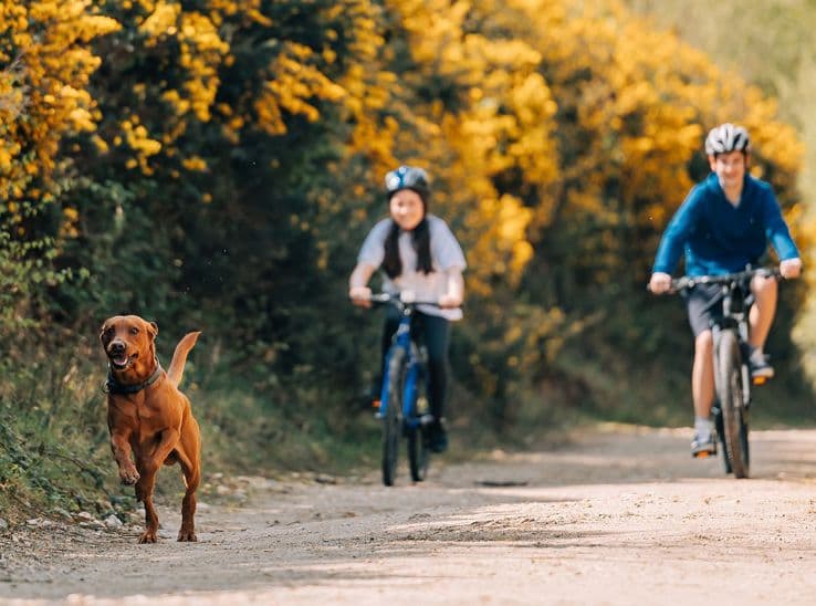 Two cyclists riding along a sunny woodland trail with a happy brown dog running ahead, perfect for active countryside holida…