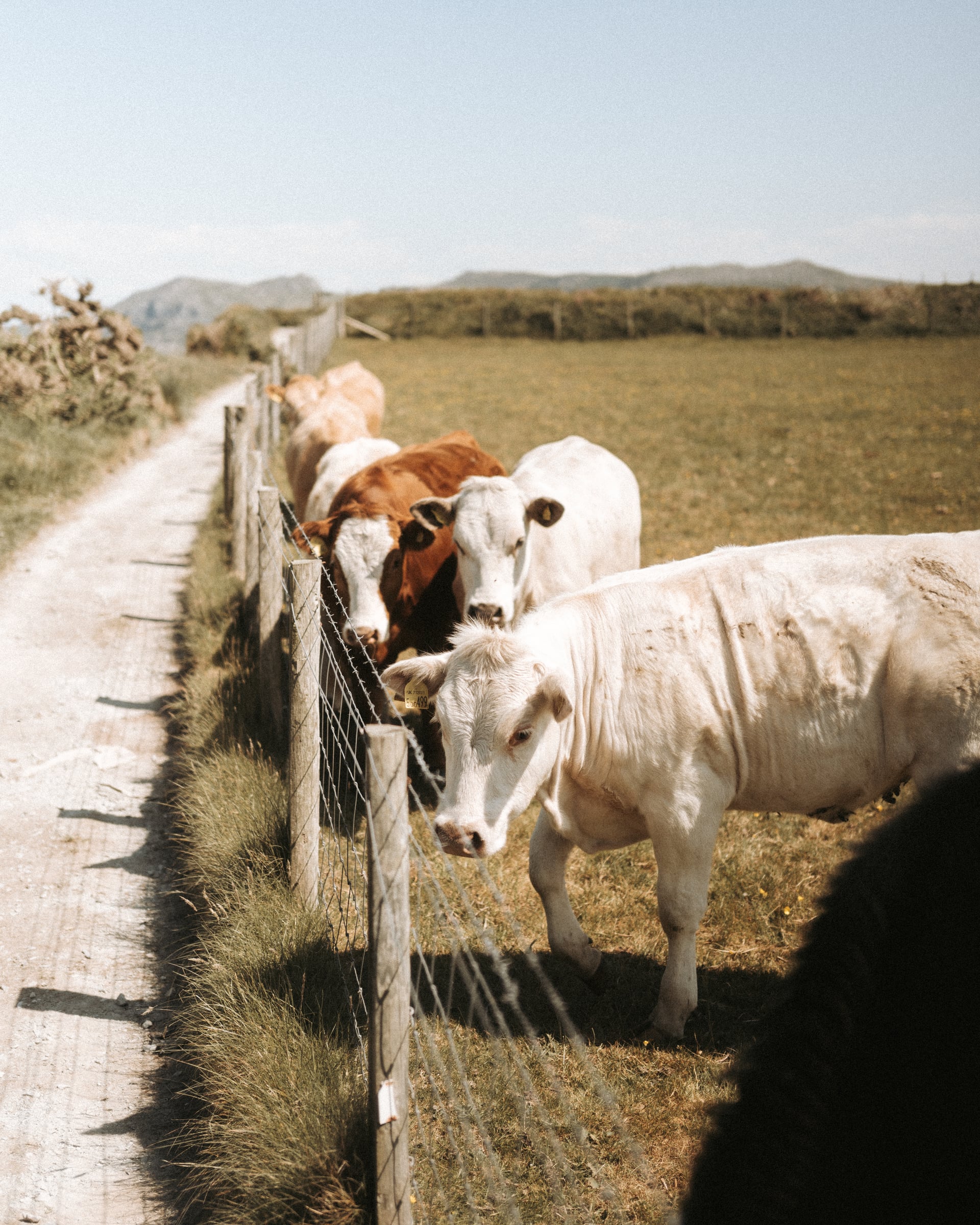 Curious cattle gathered at a wire fence along a rural track, with open green fields and hills stretching into the distance