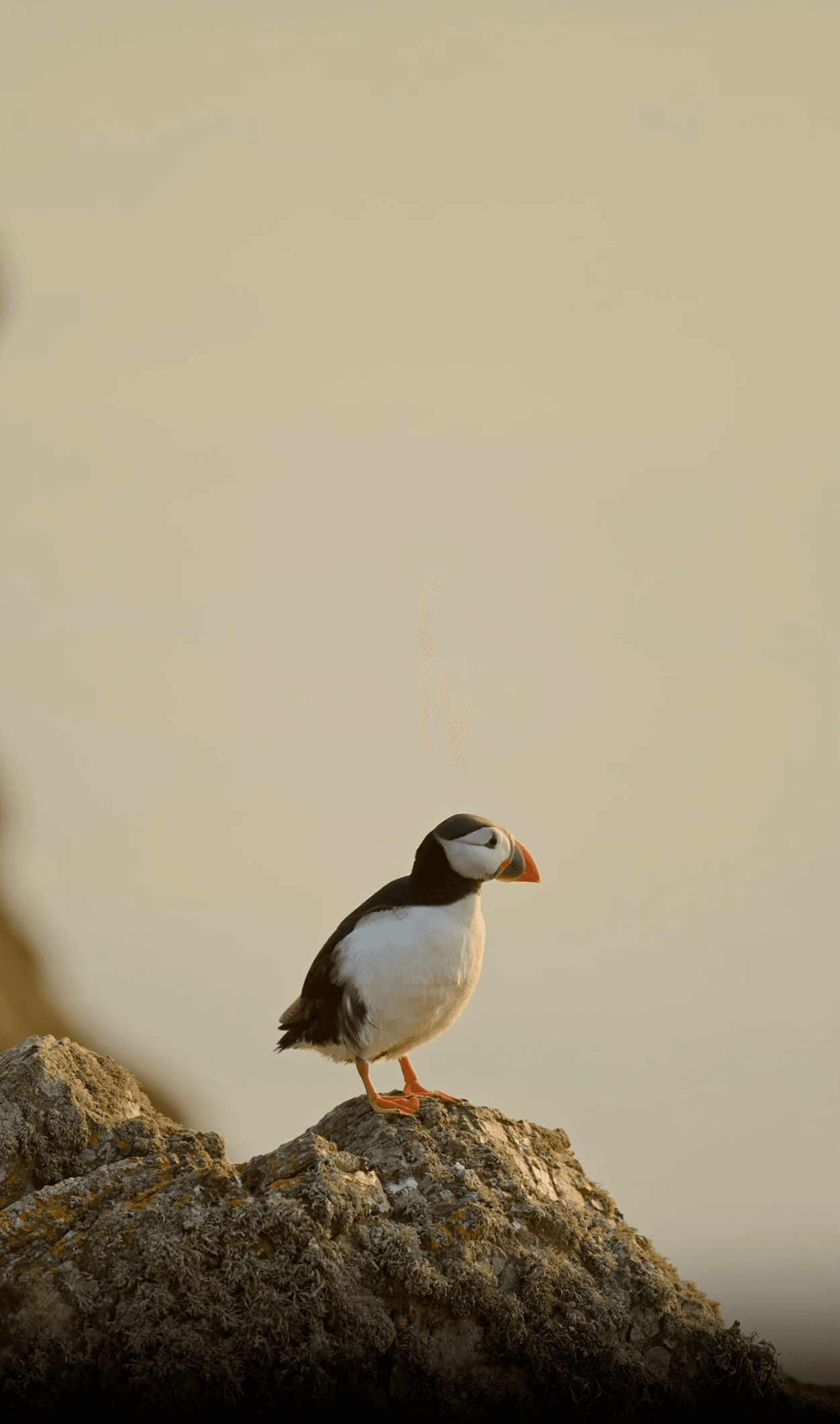 Atlantic puffin perched on a lichen-covered coastal rock at golden hour, evoking the wild UK coastline guests can explore fr…
