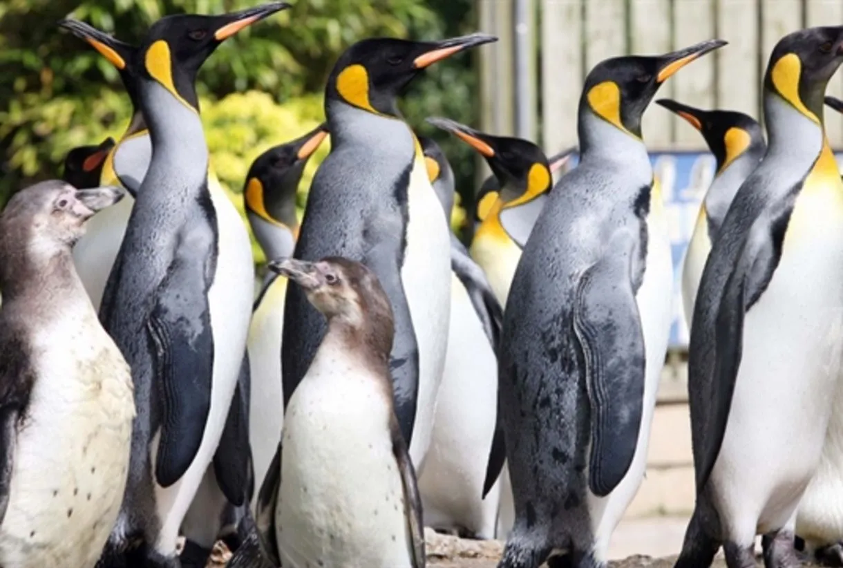 King penguins and juvenile chicks gathered together at Birdland Park, a family-friendly attraction near Bourton-on-the-Water…