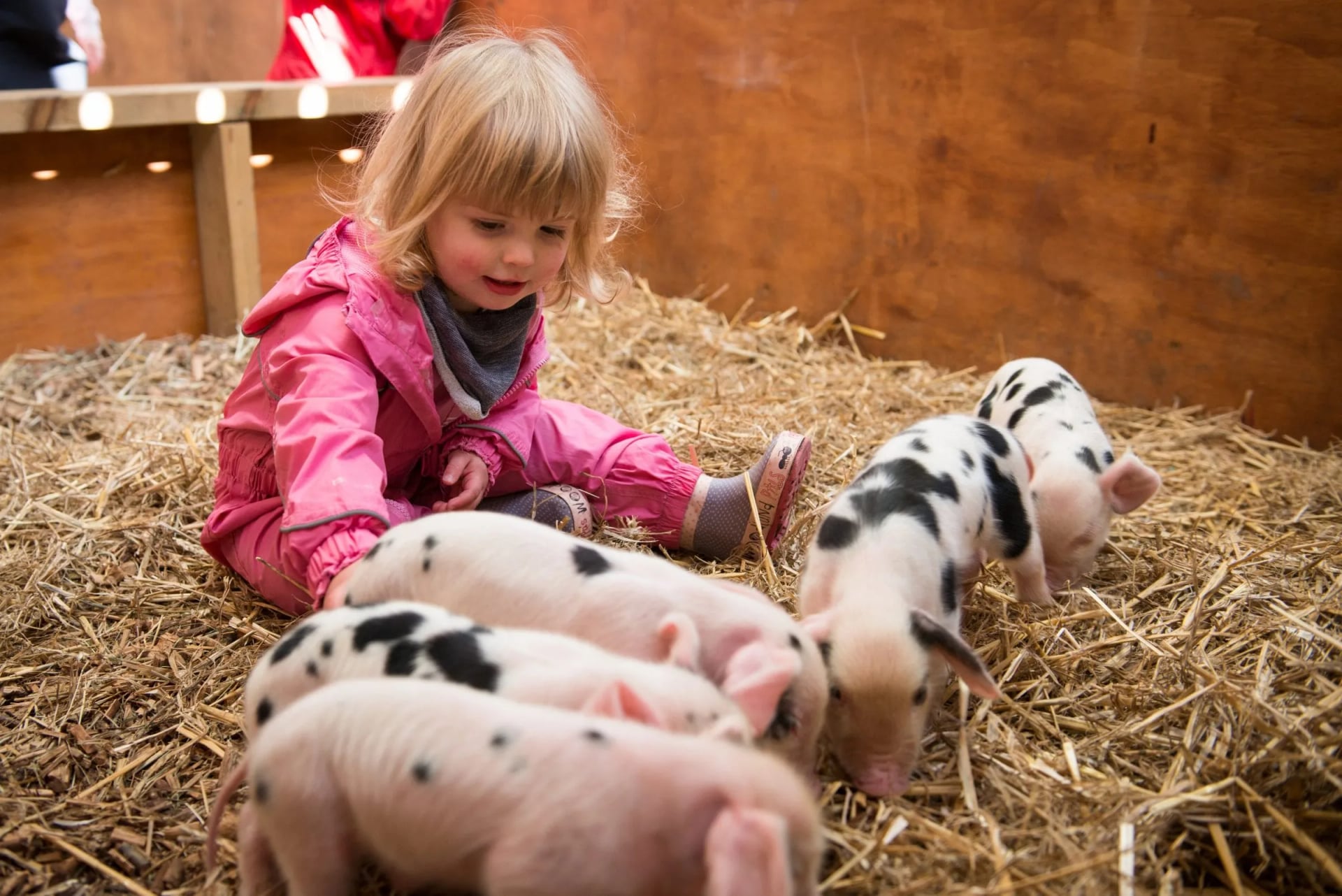 Young girl in a pink jacket sitting in a straw pen with four spotted piglets at a farm attraction near a holiday let