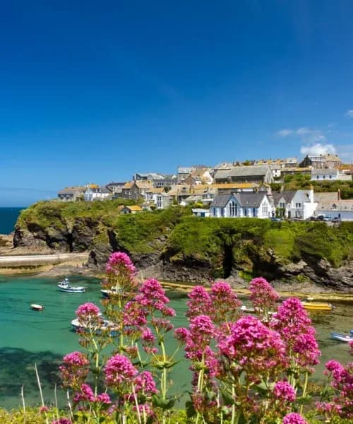 Port Isaac harbour with turquoise waters, traditional Cornish cottages on clifftop, and vibrant pink sea thrift flowers in f…