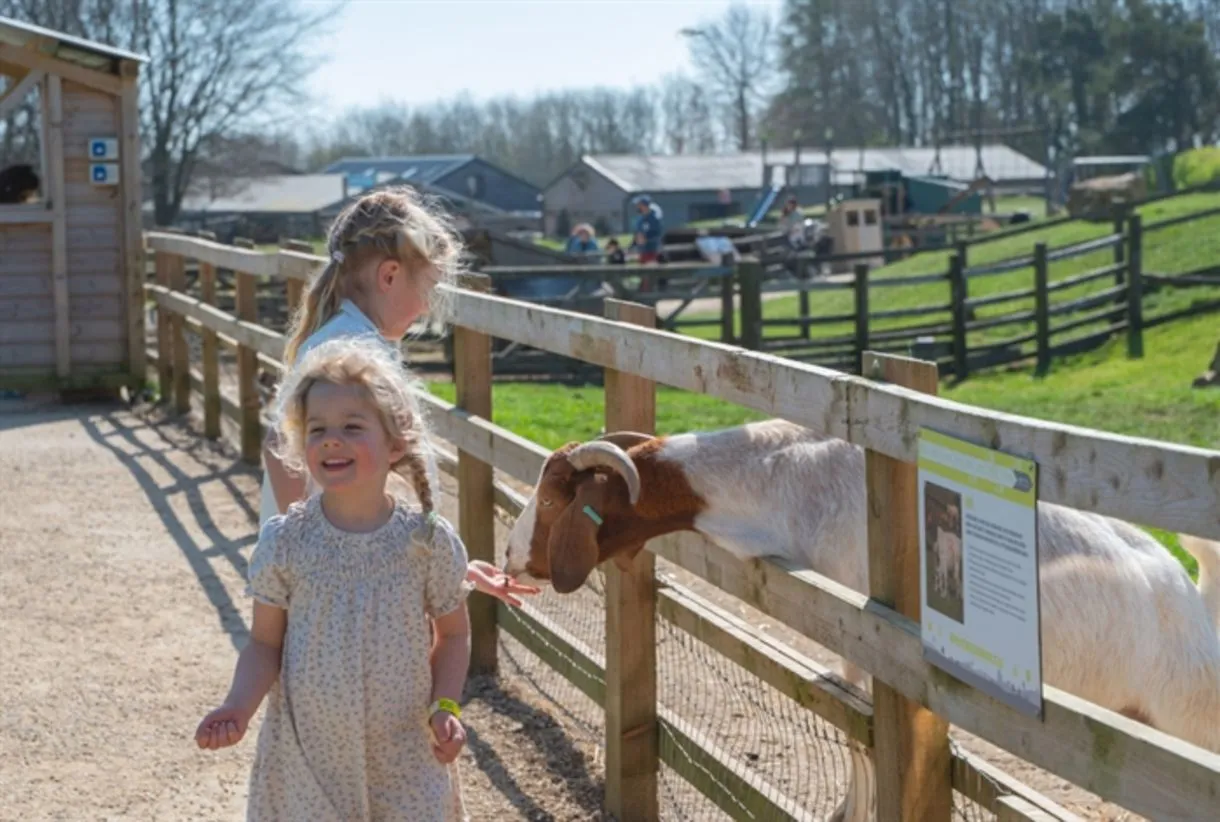 Two young girls feeding a Boer goat through a wooden fence at Cotswold Farm Park on a sunny day, a perfect family day out ne…