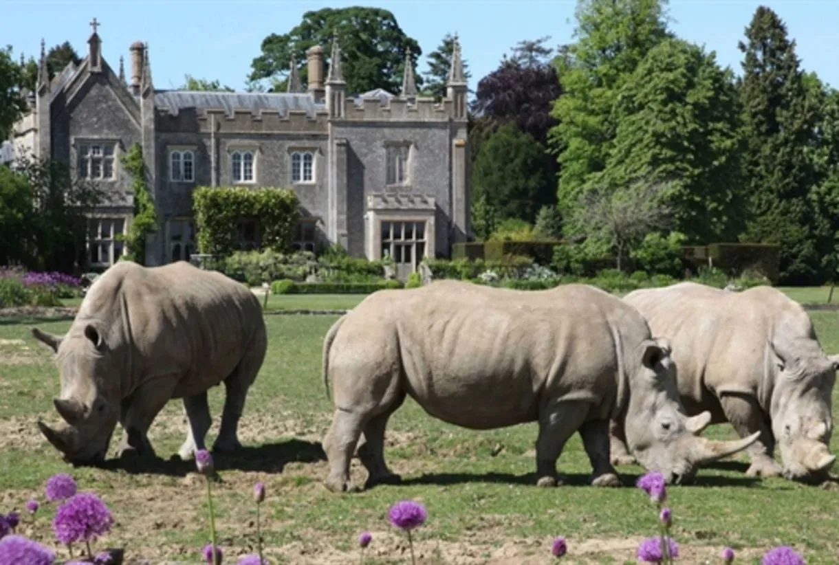 Three white rhinos grazing in front of a grand Gothic manor house surrounded by lush gardens and purple alliums in the Cotsw…