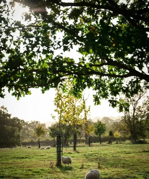 Sheep grazing in peaceful countryside meadow under ancient oak trees in golden evening light