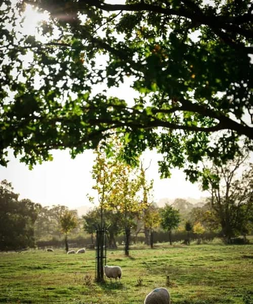 Sheep grazing in peaceful countryside meadow beneath ancient oak trees in golden evening light