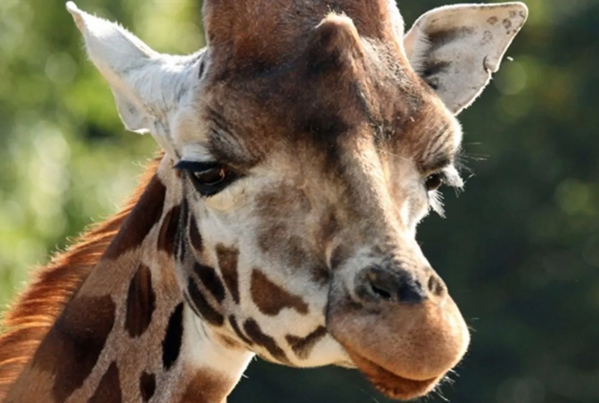 Close-up of a giraffe at Cotswolds Wildlife Park, a popular family day out near holiday lets in the Cotswolds