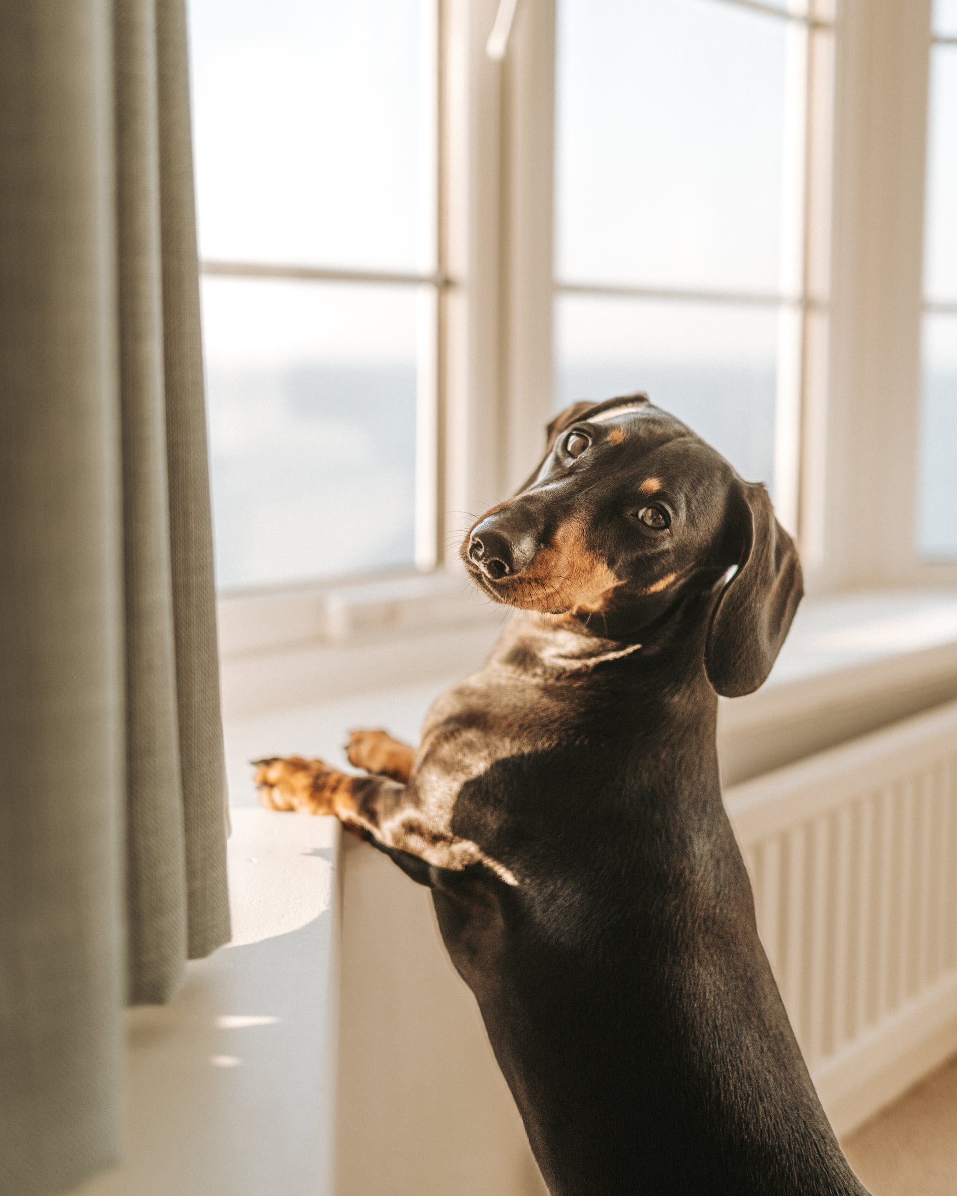 Dachshund standing on hind legs at a sunlit sash window in a dog-friendly holiday let, with a coastal view beyond