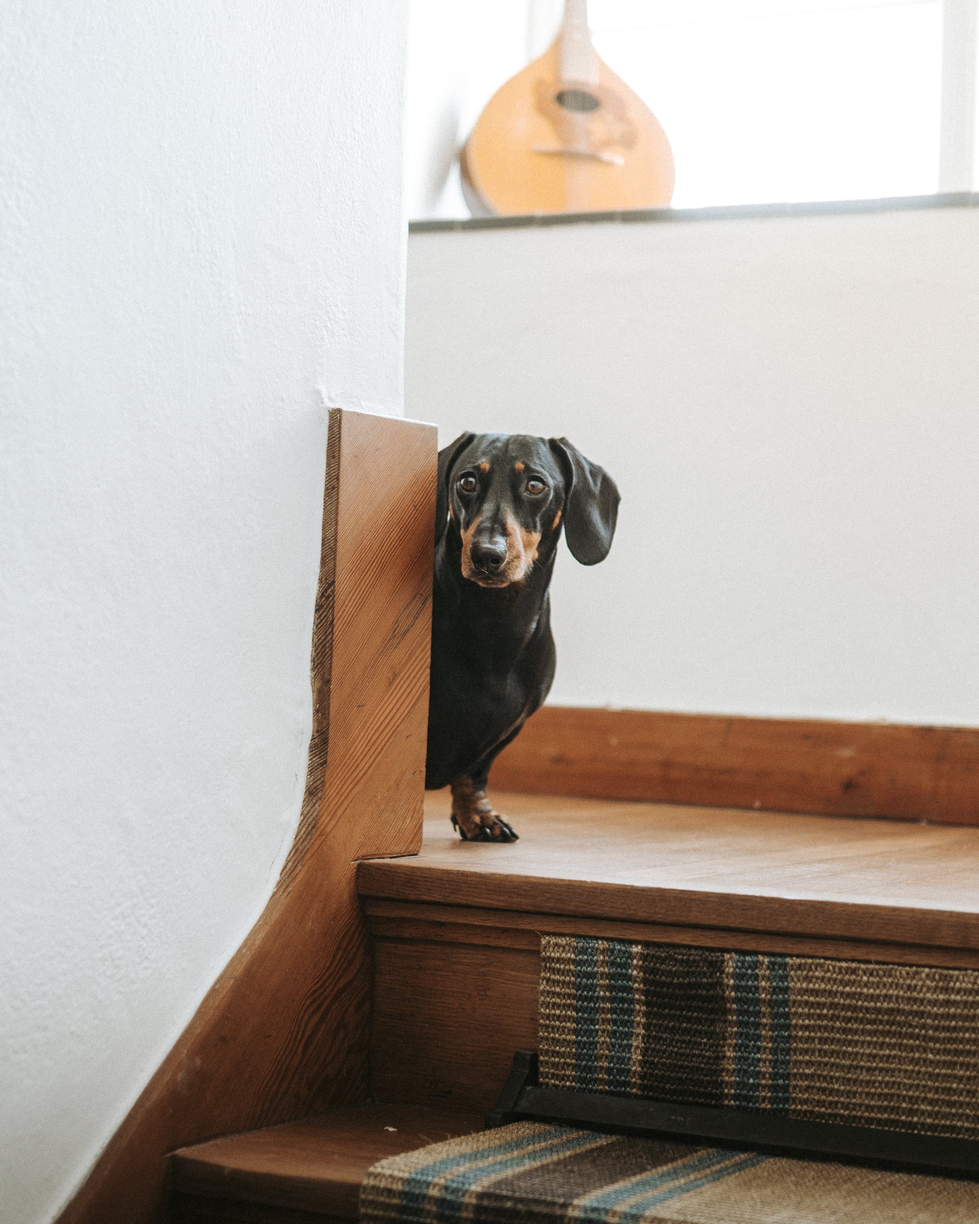 Miniature dachshund peering around a wooden staircase with tartan carpet runner and a mandolin in the background, evoking a…