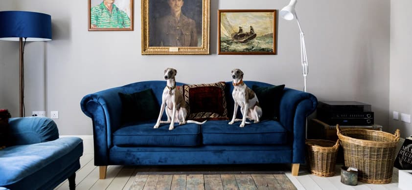 Two whippets sitting on a navy velvet Chesterfield sofa in a dog-friendly holiday cottage living room with vintage portrait…