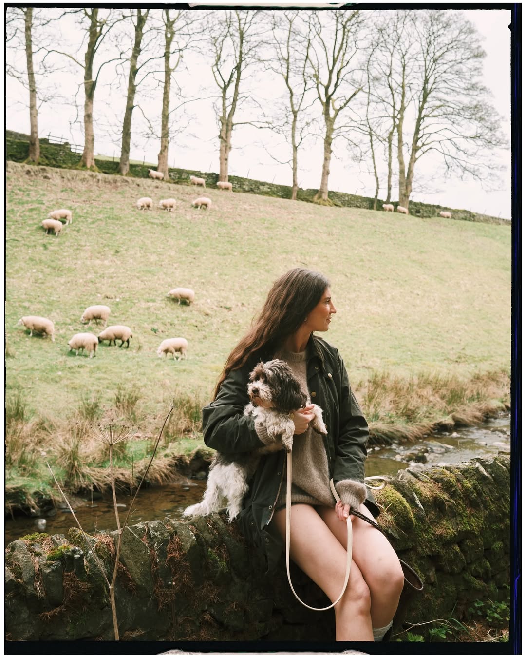 Woman holding a small dog on a mossy stone wall beside a stream, with sheep grazing on a rolling Yorkshire countryside hills…