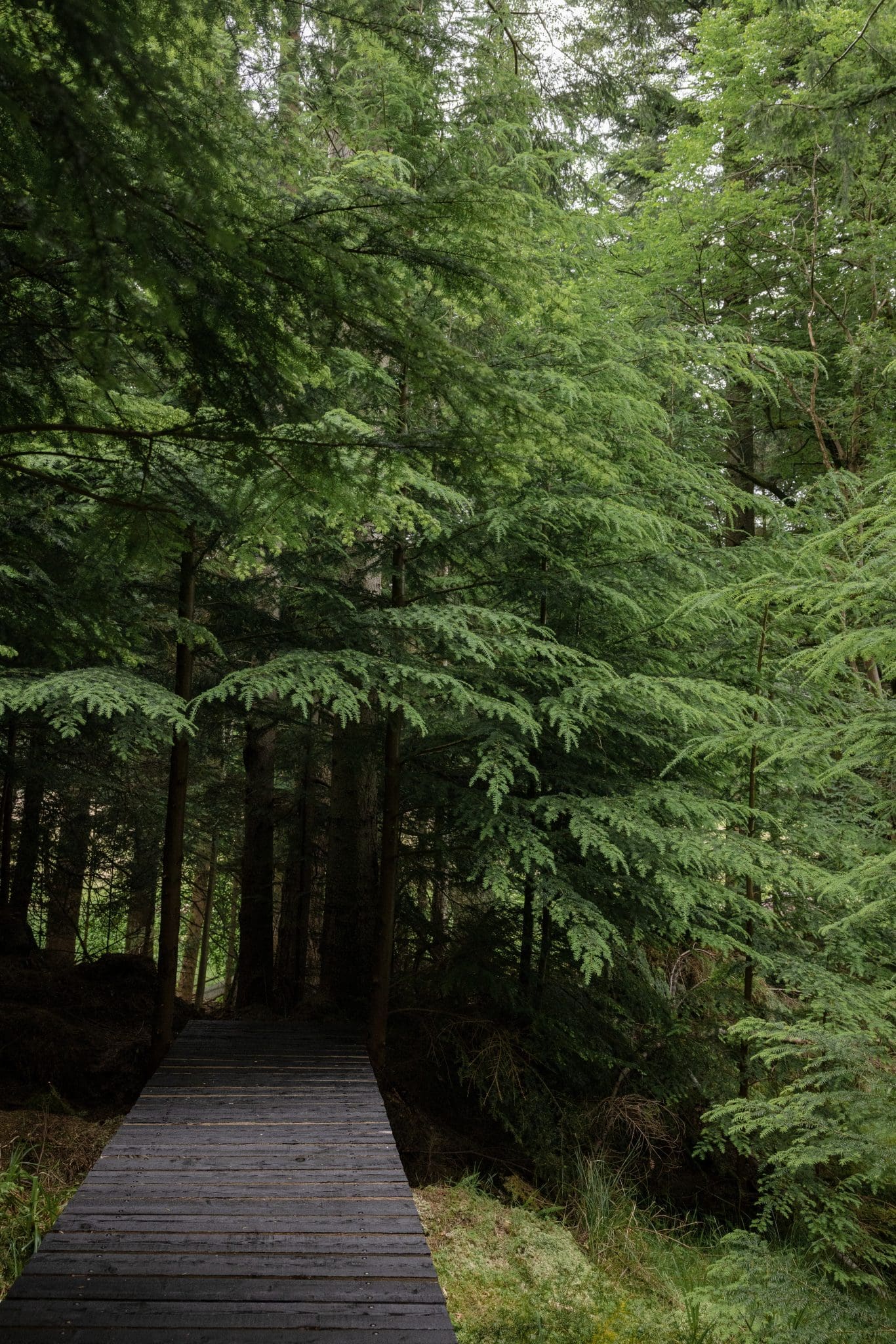 Wooden boardwalk trail winding through dense evergreen woodland at Glen Dye, ideal for peaceful forest walks near a Scottish…