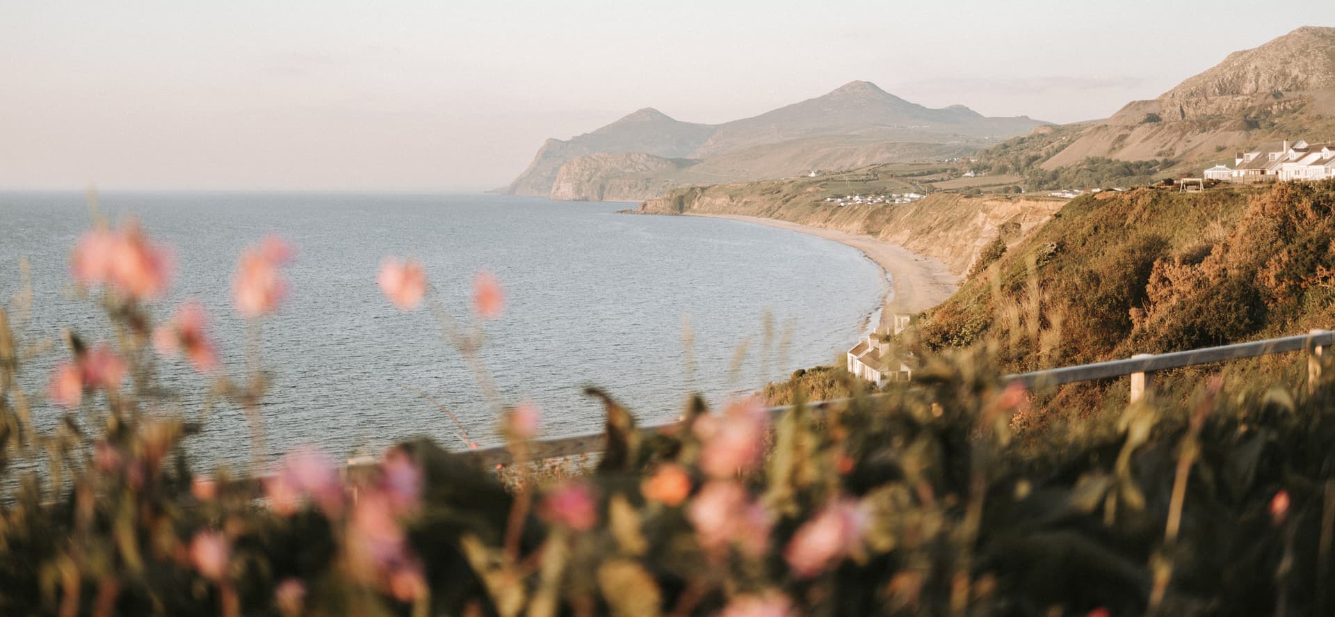 Sweeping bay on the Llŷn Peninsula at golden hour, with pink wildflowers in the foreground, a curved sandy beach, and mounta…