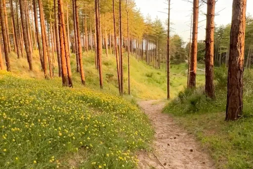 Sandy woodland path winding through tall pine trees with yellow wildflowers carpeting the forest floor at golden hour