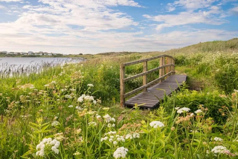 Rustic wooden footbridge among wild flowers and coastal marshland on a sunny summer walk near Rhosneigr, Anglesey