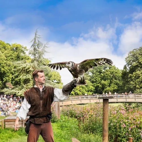 Falconer in medieval costume handling a large owl with wings spread at an outdoor birds of prey display near the Cotswolds