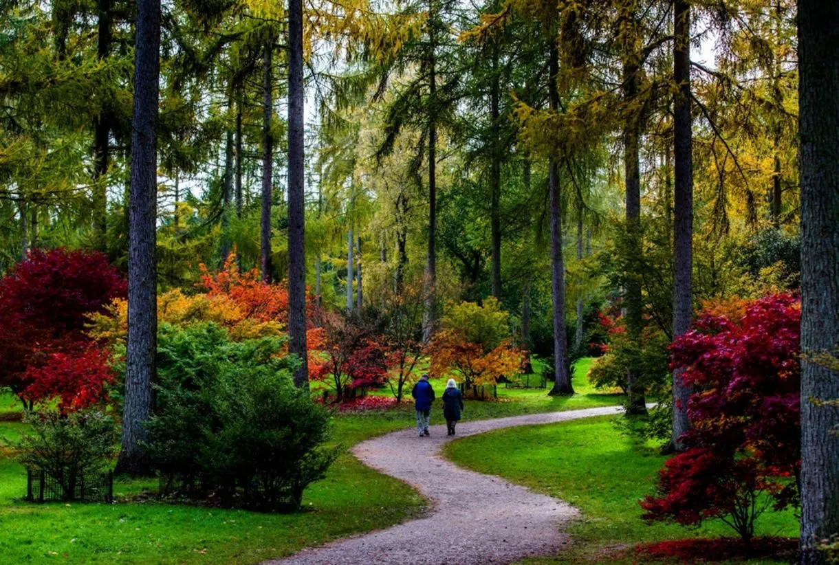 Couple strolling a winding gravel path through Westonbirt Arboretum in autumn, surrounded by vivid red maples and tall conif…