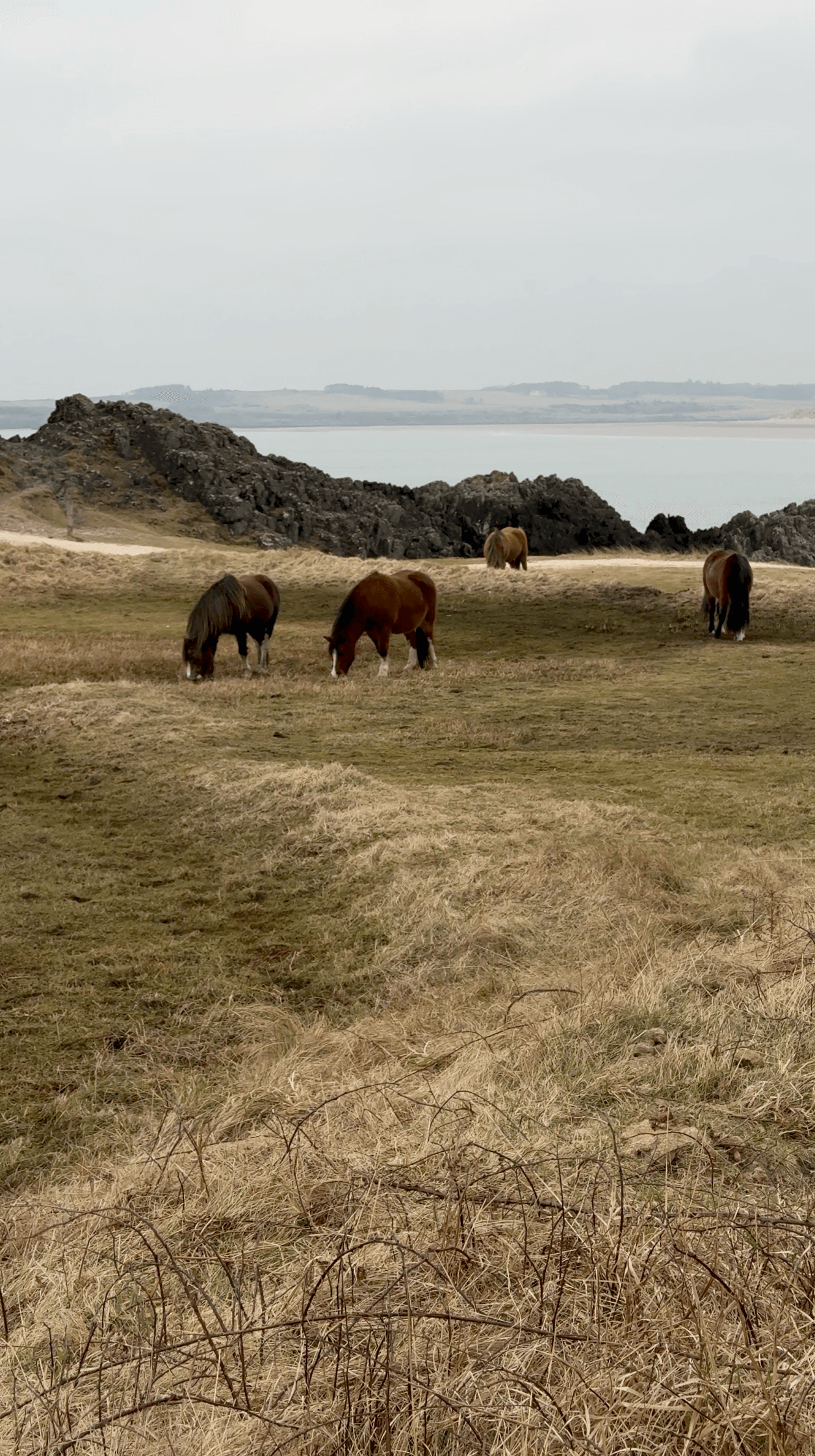 Wild bay horses grazing on coastal grassland beside rocky outcrops and a calm sea estuary in Wales